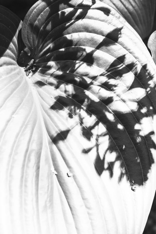 The Language of Plants